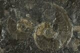 Fossil Ammonite (Harpoceras) Cluster - Posidonia Shale, Germany #304980-1